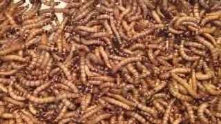 1000 SuperWorms from Amazon.....