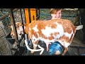 She hasn't experienced THIS before! (first time milking our goat)