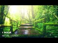 1 HOUR BEST RELAXING AMBIENT MUSIC WONDERFUL NATURE SOUNDS by ALEXANDER KING CHILLOUT