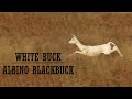 Albino Blackbuck | White Buck | Blackbuck National Park | Gujarat Wildlife | Rare Animal Video