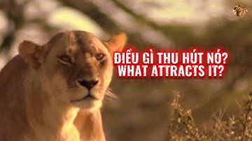 Điều gì thu hút SƯ TỬ CÁI một cách mãnh liệt như vậy?