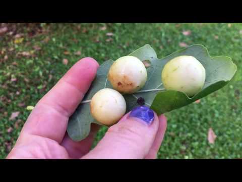 Дубовые галлы (чернильные орешки)../шарики на листьях дуба/орехотворки