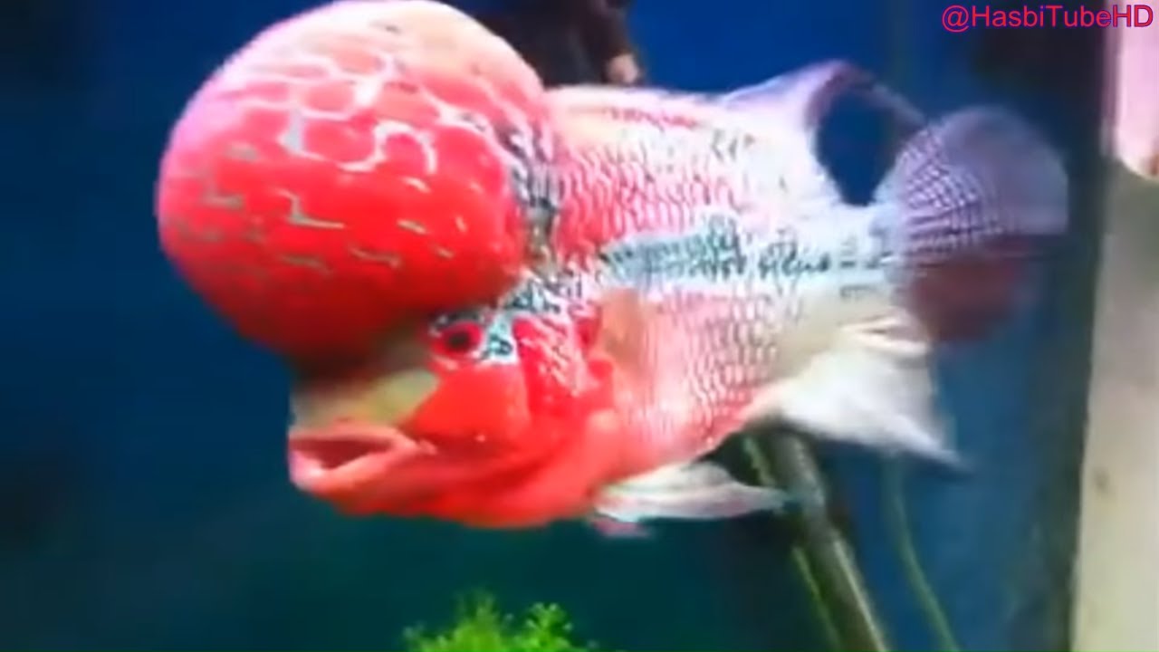 Ini Dia 7 Jenis Ikan  Luohan Termahal dan Terbesar di Dunia 