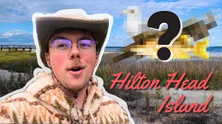 Top Wildlife Encounters on Hilton Head Island SC