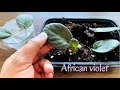 Easiest Way to Propagate African Violets from single leaf|100% success| In Water & Soil medium|PartI