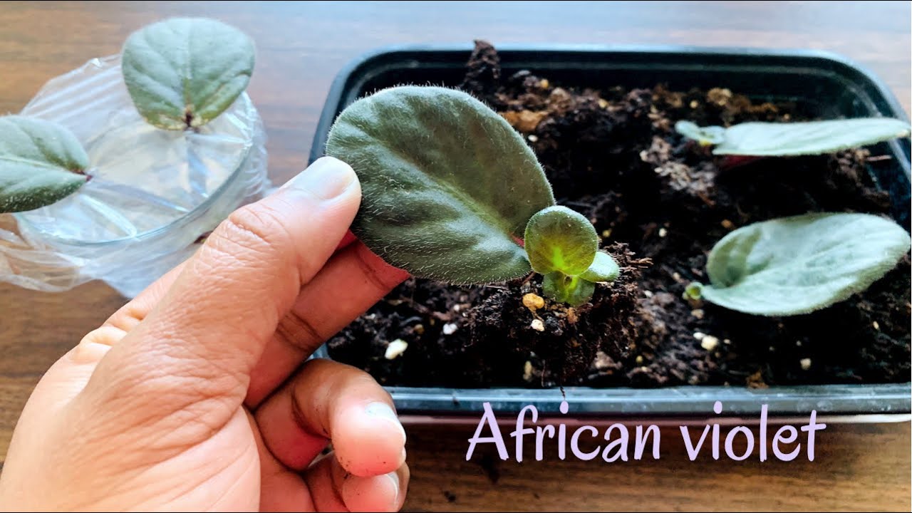 Easiest Way To Propagate African Violets From Single Leaf|100% Success| In Water \U0026 Soil Medium|Parti