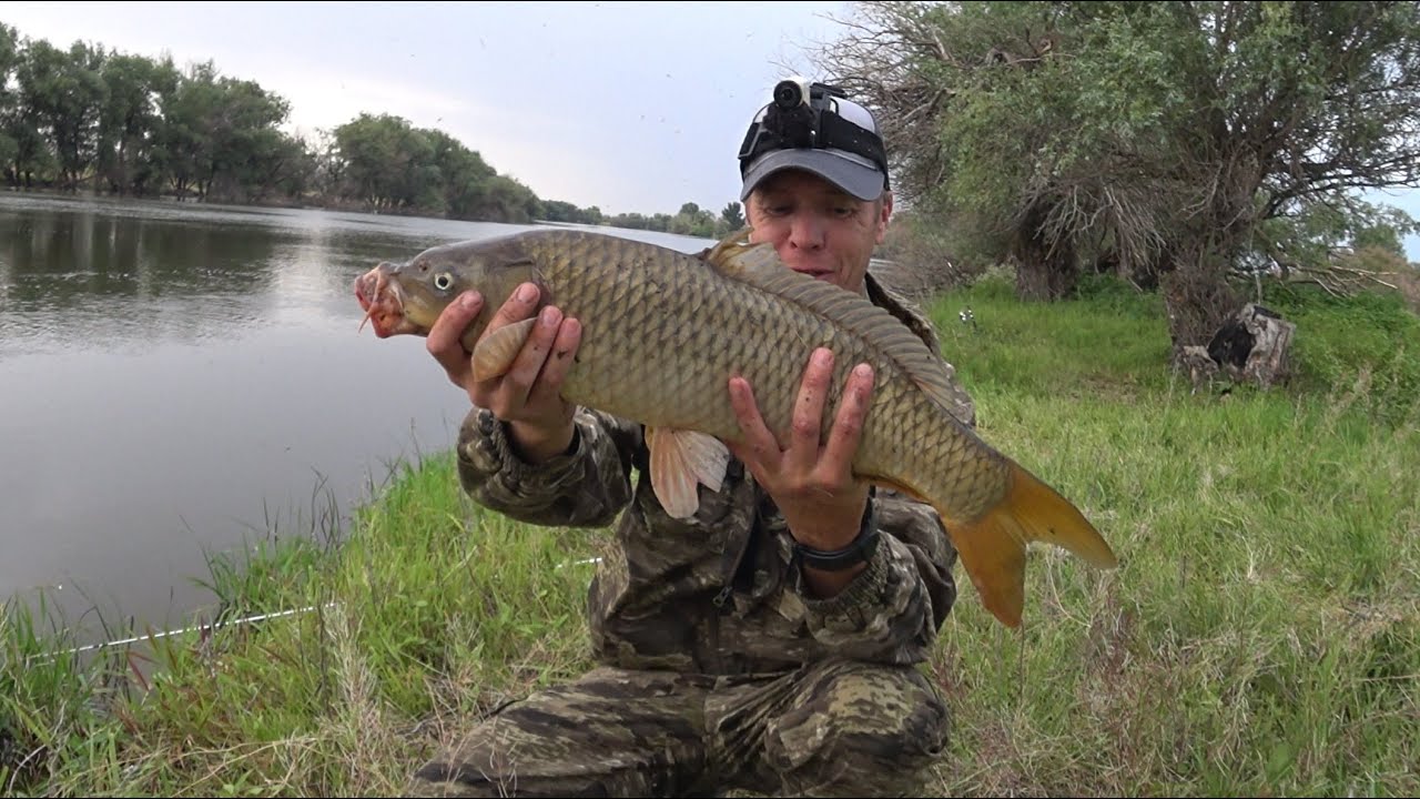 Ловлю Сазана на жмых. Мошка покоя не дает,уносит за уши))) Софт ...
