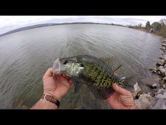 Crappie Fishing With Live Shad Under Docks 