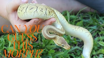 Can You Guess the Stunning Morph of This Ball Python?