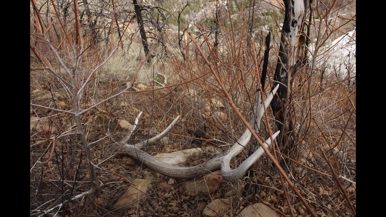 "Packin' Out Heavy" (ELK SHED HUNTING 2015) - YouTube