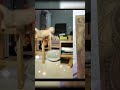 The cat did not calculate the distance
