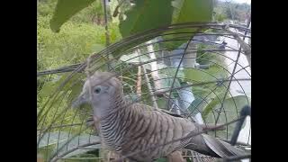 Merbuk suara sedut