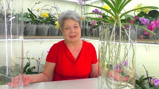 картинка: Спасла орхидею Ванда. Моя первая 