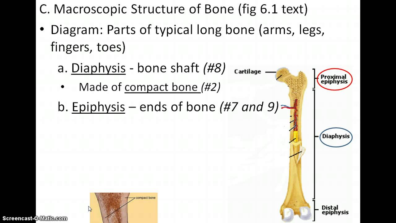 Diagram of the Long Bone - YouTube