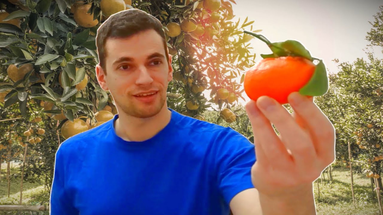 How to Eat a Clementine YouTube