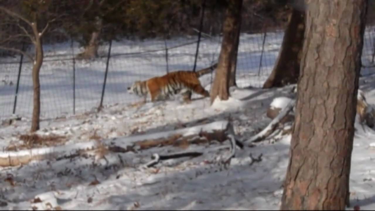 lynxfy Tigers of the Snow
