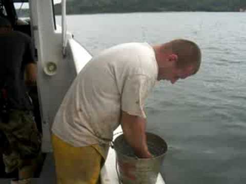 Nasty Chesapeake Bay Blue Crab Bite - Commercial Crabbing