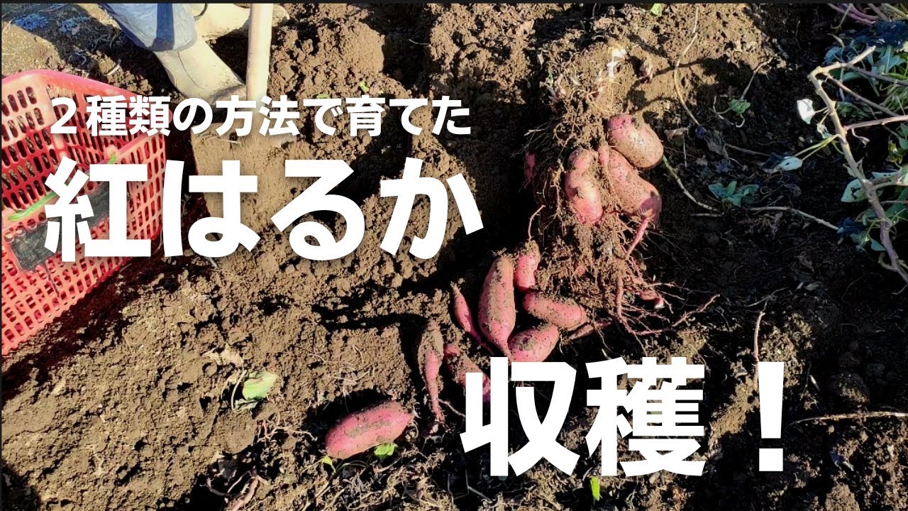紅はるかの収穫#12【植付け後180日】2022年12月7日 - YouTube