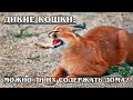 ДИКИЕ КОШКИ ДОМА: КАРАКАЛ ГЕРА | Интересные факты о кошках