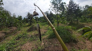 Câu cá lóc bằng vịt con gặp cá quá sung