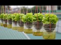 Growing Fresh and High-Yield Lettuce Without A Garden
