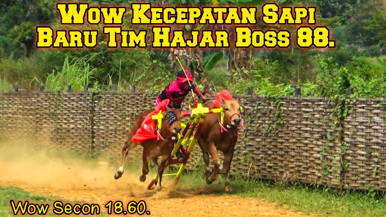Wow Kecepatan Sapi Baru Tim Hajar Boss 88 Dengan Secon 18.60 .