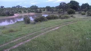 Djuma Private Game Reserve Live Stream