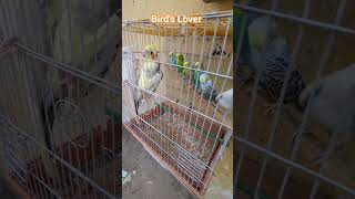 #birds #birdsmarket #sohailahmedtv #parrot #lahorientertainmentchannel #lifeisbutadream #lovebirds