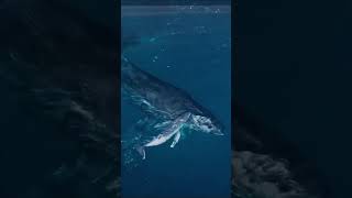 Everyone Who Watched This Footage Immediately Thought Something Was Wrong