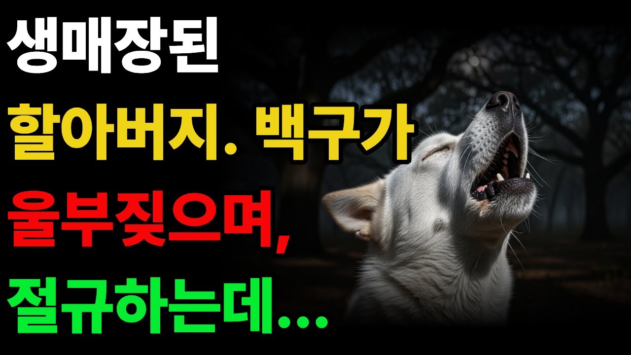 강제로 생매장한 할아버지, 옆에서 지켜본 백구는 눈물을 흘리며 울부짖으며,  3일동안 땅을 파는데...#진돗개사연 #진돗개 #감동사연 #감동  #백구 #이야기  #황혼  #드라마