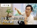 【観葉植物のプロが教える】パキラ 剪定のコツ！