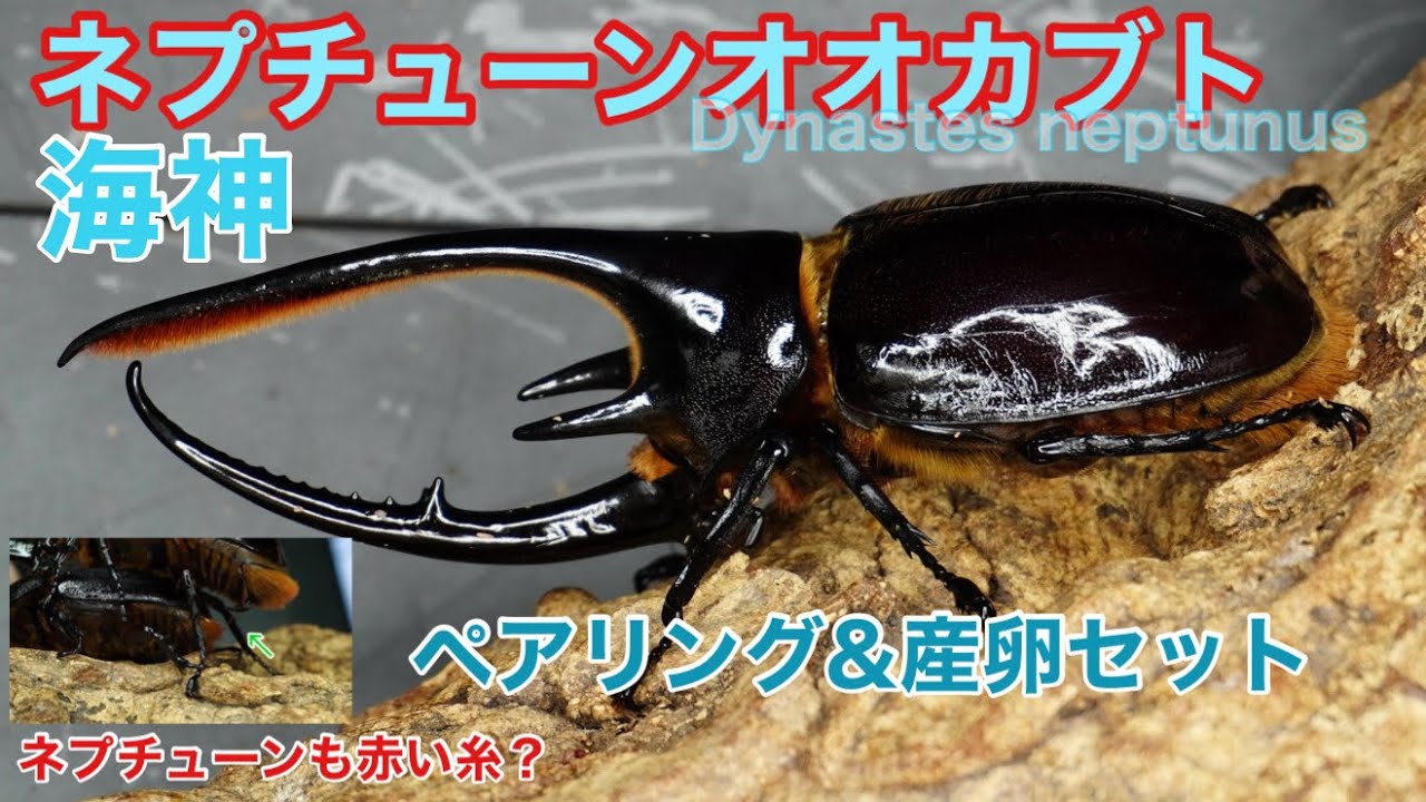 ネプチューンオオカブトペア　C 購入者様決まりました ネプチューンオオカブト 成虫 ♂♀ ペア ♂143mm ♀フリーサイズ DD