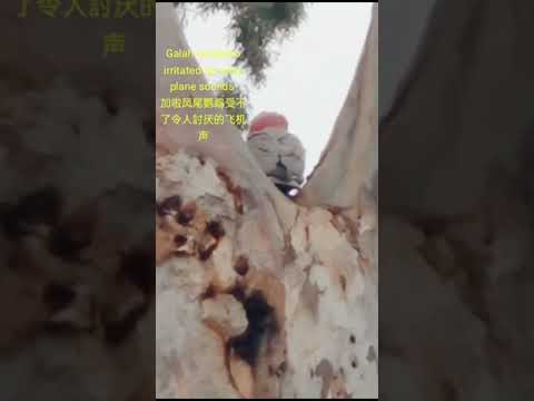 Galah Cockatoo irritated by noisy plane sounds 😡😡加拉凤尾鹦鹉受不了飞机声打扰