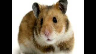Обложка Cotton Eyed Joe Vs Hamster Dance Скачать Cotton Eyed Joe Vs Hamster Dance