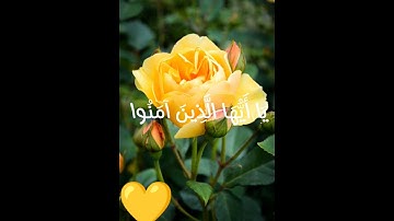 سورة الأحزاب الآية(56) القارئ شريف مصطفى #قرآن