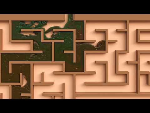 Can Algae Water Solve a Maze? 💧