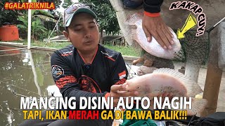 GALATRIK IKAN NILA TERMANTUL DI BOGOR ❗❗TARIKAN IKAN NYA BISA BIKIN TEGEG PATAH BROW!!!