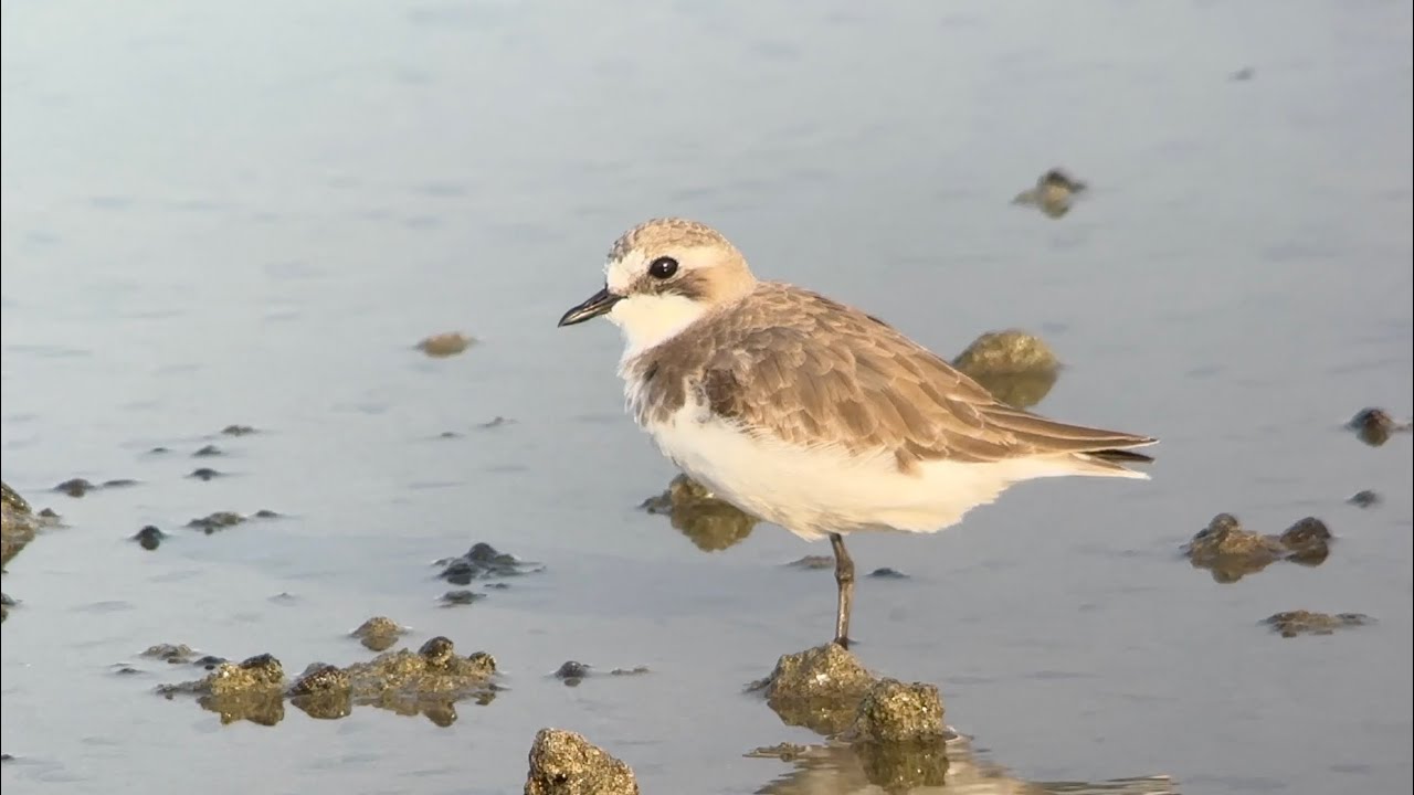 Pluvier du Tibet, Tibetan sand Plover, Anarhynchus atrifond, Oman, Novembre 2025