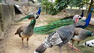 Minhas aves, pavões, perus, Angola e galinhas