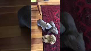 Wombat Wrestling