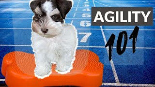12Week Miniature Schnauzer Puppy Takes First Agility Class