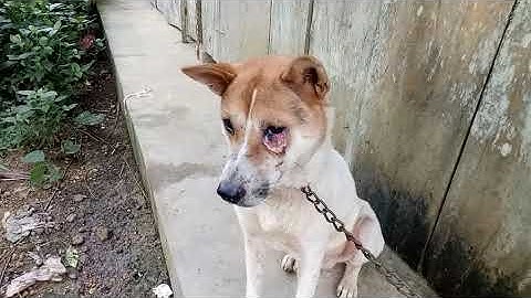 ai như cầu chó săn cày cáo mèo chuột tuyên quang chó dân tộc mông vùng núi 0977856340 kết bạn zalo