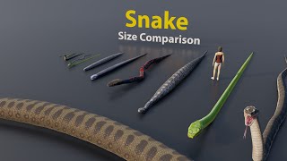 Too Big & Too Small | Snake size comparison  | 3D Animation #animation #animals