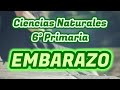Quiz sobre el Embarazo