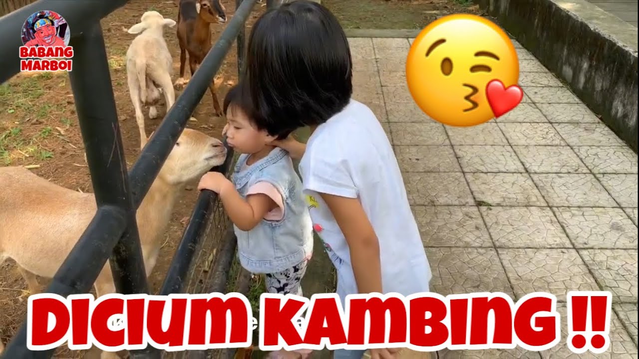 BALITA  LUCU BELAJAR BETERNAK MALAH DICIUM KAMBING!!