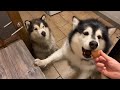 MALAMUTE FOOD AGGRESSION? | RAW EGG CHALLENGE