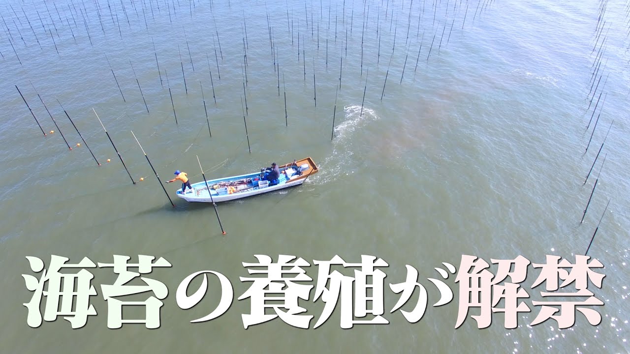 有明海でノリ養殖が解禁 - YouTube