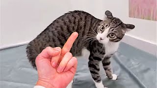 Funniest Animals  New Funny Cats and Dogs Videos