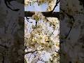 @-earth.plants-animalsPrunus domestica flos,plum flowers,lulet e kumbullës