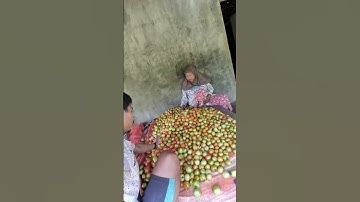 PANEN TOMAT LAGI GAISSS!! #petanimuda #petaniindonesia #tomato #shorts